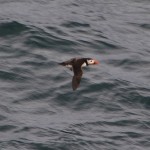 Puffin Portknockie 28 May 2013 Lenny Simpson