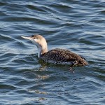 Red throated Diver Lossiemouth 10 Mar 2016 Gordon Biggs