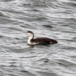 Red throated Diver Lossiemouth 22 Mar 2014 Gordon Biggs