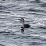 Red throated Diver Lossiemouth 5 Jan 2014 Gordon Biggs