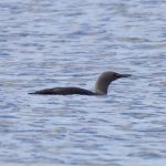 Red throated Diver off Findhorn 16 Apr 2018 Richard Somers Cocks