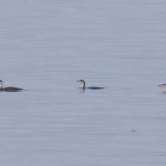 Red throated Divers Burghead Bay 19 Feb 2018 Richard Somers Cocks 2