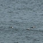Red throated Divers Spey Bay 24 Oct 2014 Martin Cook