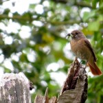 Redstart Tearie 29 May 2014 Alison Ritchie