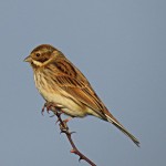 Reed Bunting Moyness 15 Dec 2014 Alison Ritchie