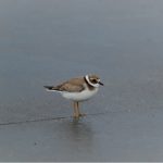 Ringed Plover Kinloss airfield 7 Sep 2017 Allan Lawrence