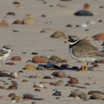 Ringed Plover with chick Findhorn 14 June 2013 Richard Somers Cocks