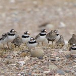 Ringed Plovers and Dunlin Findhorn 24 May 2015 Richard Somers Cocks