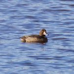 Scaup Findhorn 3 March 2017 Richard Somers Cocks