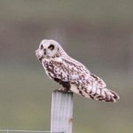 Short eared Owl Blairnamarrow 28 Jun 2017 Gordon Biggs 2