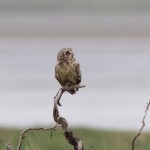 Short eared Owl Findhorn Bay 19 May 2016 Richard Somers Cocks P