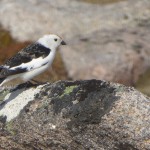 Snow Bunting Stob Coire an t Sneachda 12 May 2016 Jenny Cook P