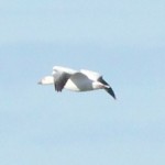 Snow Goose Findhorn Bay 4 Oct 2015 Roy Dennis 3