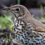 Song Thrush Tomnamoon 15 Apr 2016 Mike Crutch P