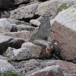Sparrowhawk Cairngorms 5 Jul 2017 Robert Ince P