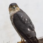 Sparrowhawk Fochabers 2 May 2018 Nick Mellor 1