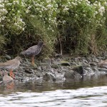 Spotted Redshank Findhorn Bay 10 May 2015 Richard Somers Cocks