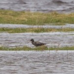 Spotted Redshank Findhorn Bay 6 May 2015 Richard Somers Cocks
