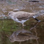 Spotted Sandpiper Mosset Burn 16 May 2016 Richard Somers Cocks 5 P