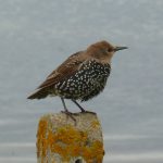 Starling Lossie estuary 27 Aug 2017 Bob Proctor