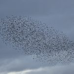 Starling flock Loch Spynie 26 Oct 2016 David Law P