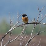Stonechat Little Aitnoch 12 May 2017 Alison Ritchie