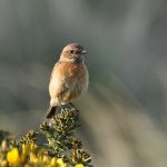 Stonechat Lossiemouth 11 May 2017 Margaret Sharpe