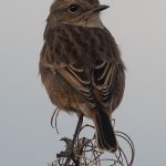 Stonechat RAF Lossiemouth 23 Oct 2016 Mike Crutch