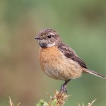 Stonechat female Findhorn 29 July 2016 Richard Somers Cocks