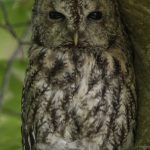 Tawny Owl Altyre 16 May 2018 Mike Crutch