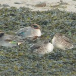 Teal x Green winged Teal Lossie estuary 31 Dec 2015 Duncan Gibson