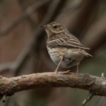 Tree Pipit Altyre 16 May 2018 Mike Crutch