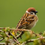 Tree Sparrow Mayne Farm 16 Apr 2017 David Main P