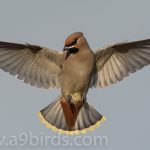 Waxwings Forres 15 Nov 2016 Mike Crutch 1