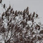 Waxwings Forres 9 Nov 2016 Mike Crutch 3
