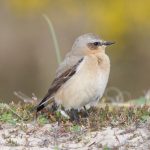 Wheatear Findhorn 7 May 2018 Richard Somers Cocks