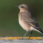 Wheatear Findhorn dunes 24 Aug 2017 Mike Crutch 1P