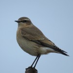 Wheatear Moyness 18 Oct 2015 Alison Ritchie