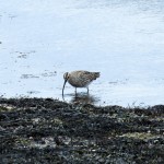 Whimbrel Burghead 4 May 2016 Alison Ritchie 2 P