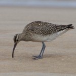 Whimbrel Findhorn beach 27 Aug 2015 Richard Somers Cocks