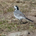 White Wagtail Burghead 30 Apr 2016 Tony Backx 1 P