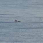 White billed Diver Lossiemouth 1 May 2016 Bob Proctor 1