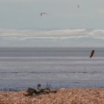 White tailed Eagle Spey estuary 19 Dec 2017 Martin Cook 1