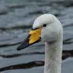 Whooper Swan Loch Oire 6 Jan 2017 Martin Cook P