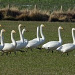 Whooper Swans Calcots 9 Mar 2016 Gordon Biggs