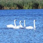 Whooper Swans Loch Spynie 2 Oct 2016 Lisa Stewart