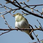 Willow Warbler Loch of Blairs 22 Apr 2016 Alison Ritchie