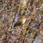 Willow Warbler Lossie Forest 17 Apr 2015 Martin Cook P
