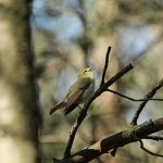Wood Warbler Whiteash Hill Wood 29 May 2016 Martin Cook P
