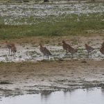Black tailed Godwits Spey estuary 13 Jul 2018 Martin Cook